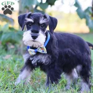 Paxton, Miniature Schnauzer Puppy