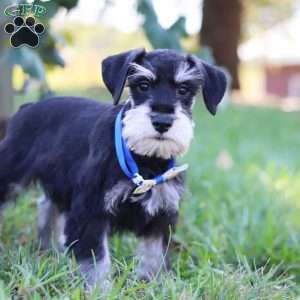 Paxton, Miniature Schnauzer Puppy