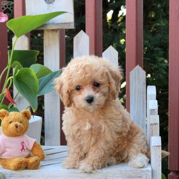 Paxton, Bich-Poo Puppy