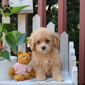 Paxton, Bich-Poo Puppy