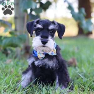 Paxton, Miniature Schnauzer Puppy
