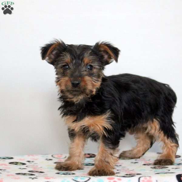 Payton, Yorkie Puppy