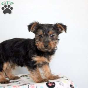 Payton, Yorkie Puppy