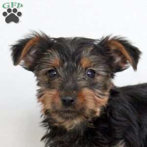 Payton, Yorkie Puppy