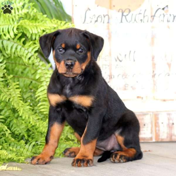 Peaches, Rottweiler Puppy
