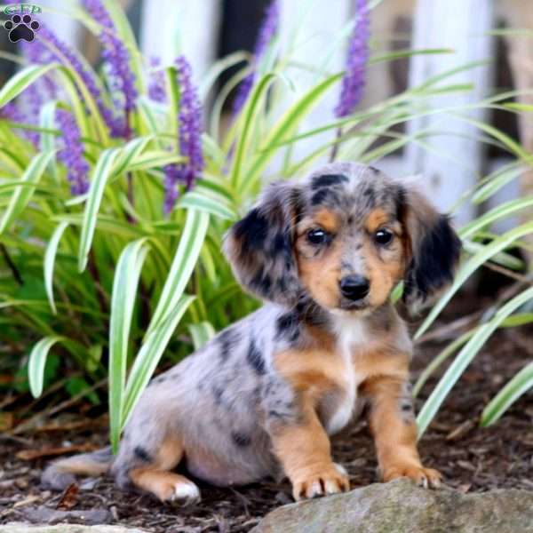 Peaches, Dachshund Puppy