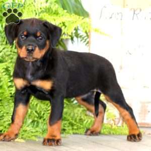 Peaches, Rottweiler Puppy