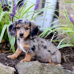 Peaches, Dachshund Puppy