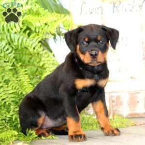 Peaches, Rottweiler Puppy