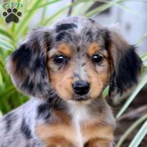 Peaches, Dachshund Puppy