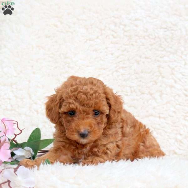 Peanut Butter, Toy Poodle Puppy