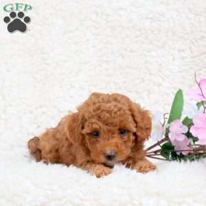 Peanut Butter, Toy Poodle Puppy
