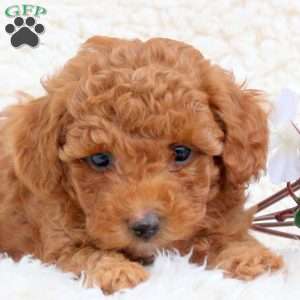 Peanut Butter, Toy Poodle Puppy
