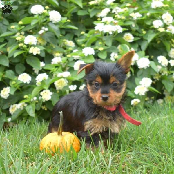 Peanut, Yorkie Puppy