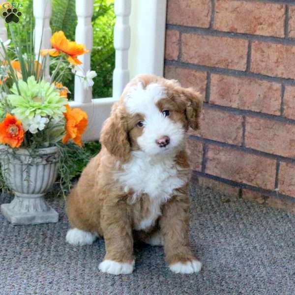 Peanut, Mini Bernedoodle Puppy