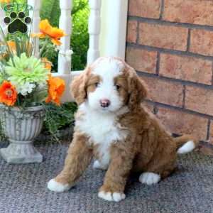 Peanut, Mini Bernedoodle Puppy