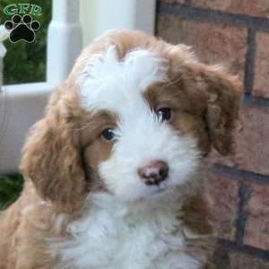 Peanut, Mini Bernedoodle Puppy