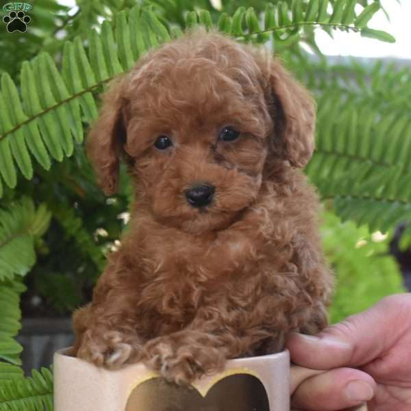Peanut, Miniature Poodle Puppy