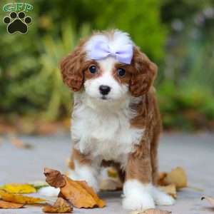Pearl, Cavapoo Puppy
