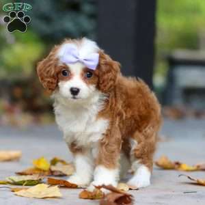 Pearl, Cavapoo Puppy