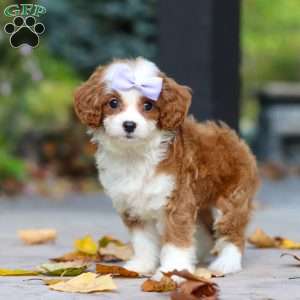 Pearl, Cavapoo Puppy