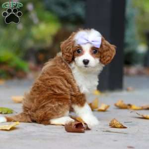 Pearl, Cavapoo Puppy