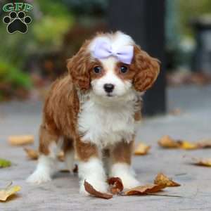 Pearl, Cavapoo Puppy