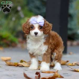 Pearl, Cavapoo Puppy
