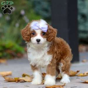 Pearl, Cavapoo Puppy