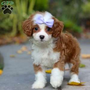 Pearl, Cavapoo Puppy
