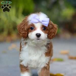 Pearl, Cavapoo Puppy
