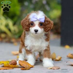 Pearl, Cavapoo Puppy