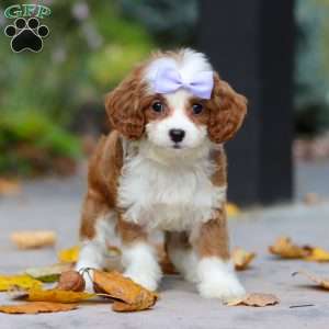 Pearl, Cavapoo Puppy
