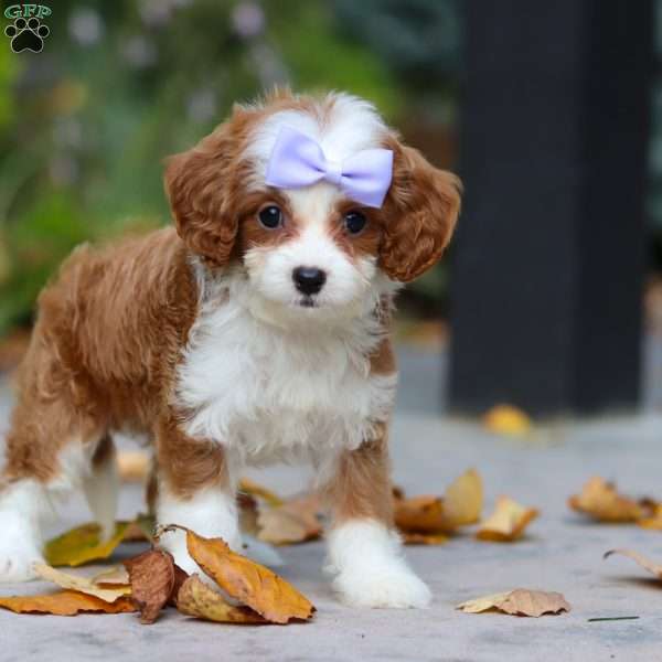 Pearl, Cavapoo Puppy