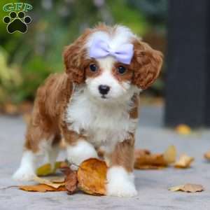 Pearl, Cavapoo Puppy