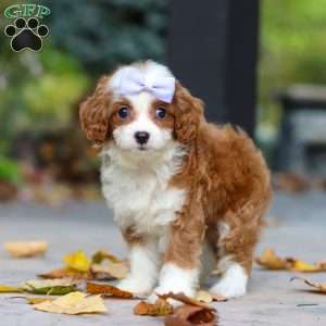 Pearl, Cavapoo Puppy