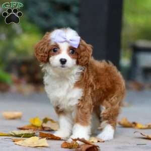 Pearl, Cavapoo Puppy