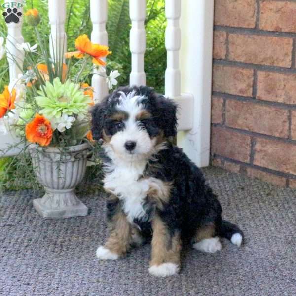 Pearl, Mini Bernedoodle Puppy