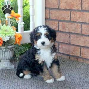 Pearl, Mini Bernedoodle Puppy