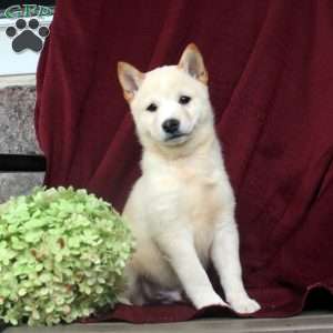 Pearly, Shiba Inu Puppy