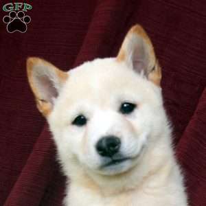 Pearly, Shiba Inu Puppy