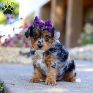 Pebbles, Yorkie Poo Puppy