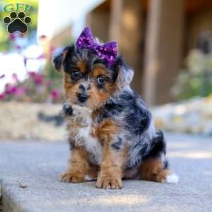Pebbles, Yorkie Poo Puppy