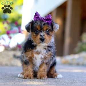 Pebbles, Yorkie Poo Puppy