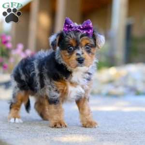 Pebbles, Yorkie Poo Puppy