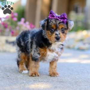 Pebbles, Yorkie Poo Puppy