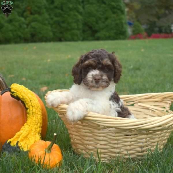Pebbles, Cockapoo Puppy