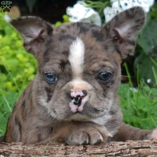 Pebbles, Boston Terrier Puppy