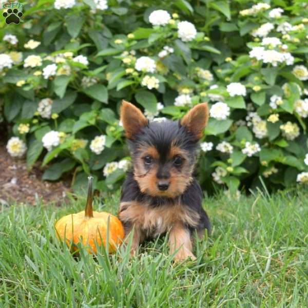 Pebbles, Yorkie Puppy