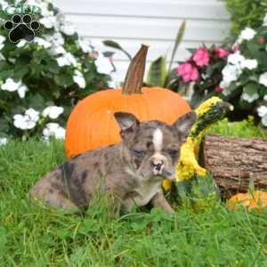 Pebbles, Boston Terrier Puppy